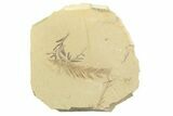 Shale With Dawn Redwood (Metasequoia) Fossils - Montana #356488-1